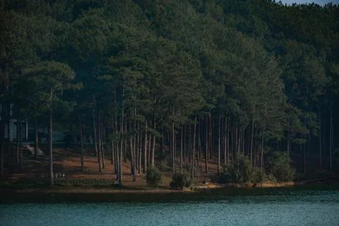 Dense Pine Forest at Tuyen Lam Lake Shore Stock-Fotos