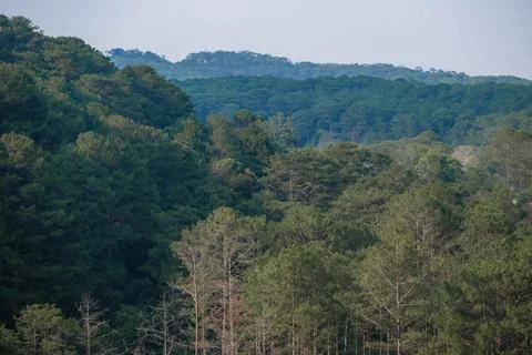 Dense Pine Forest at Tuyen Lam Lake Shore Stock-Fotos