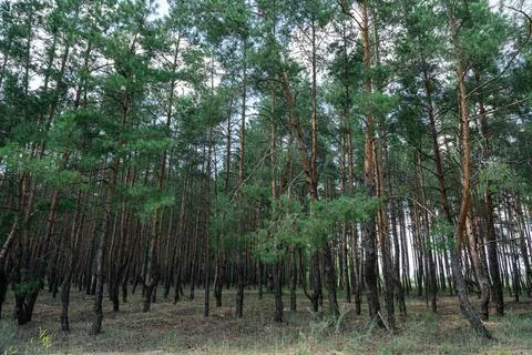 Dense pine forest under a partly cloudy sky in late afternoon light Fotos Stock