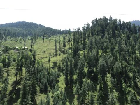 Dense Pine Forests Blanketing Mountain Slopes Stock Photos