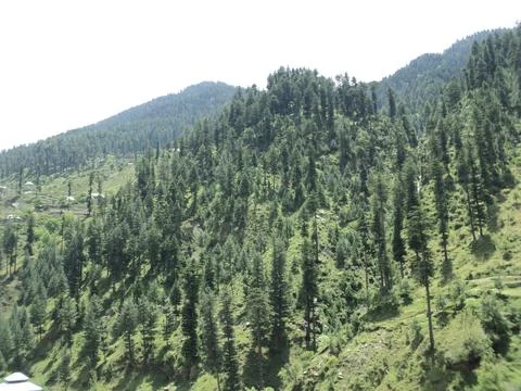 Dense Pine Forests of Kaghan Valley Stock Photos