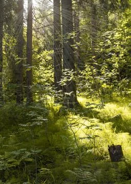 Dense pine green forest, rays of sunlight from sun break through leaves of trees Foto stock