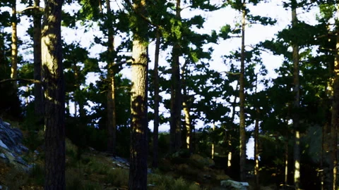 Dense pine grove with sunlight piercing through high branches and shadows Stock Footage 341564991