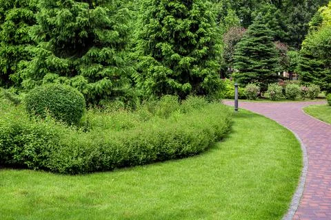 Dense pine park with thorny trees and foliage bushes with green grass park. Stock Photos
