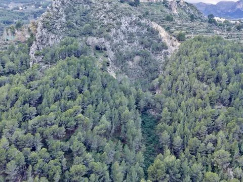 Dense pine ridge overlooking rocks, Pristine hillside landscape filled with.. Foto stock