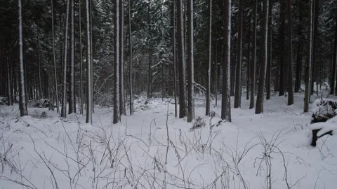 Dense Pine Stand With Snowy Underbrush, Vertical Trunks Creating Rhythmic Stock Footage 325652749