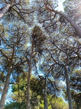 Dense Pine Tree Canopy Texture at Ile Sainte-Marguerite Cannes Foto stock
