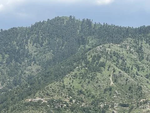 Dense pine tree forest on mountain slopes under cloudy sky Stock Photos
