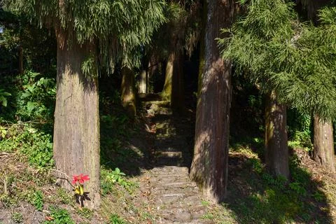 Dense pine trees forest with lone red christmas flower Stock Photos