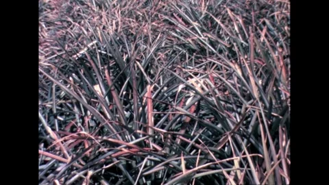 Dense Pineapple Plantation Video stock 278217455