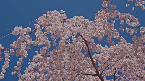 Dense Pink Cherry Blossom Clusters Cascading Against Deep Blue Sky, Shinjuku Stock Footage 348268802