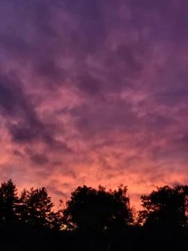 Dense pink clouds over green treetops in the evening Stock Photos