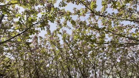 Dense Pink Flowering Tree Canopy 04 in China 4K Stock Footage 346223506