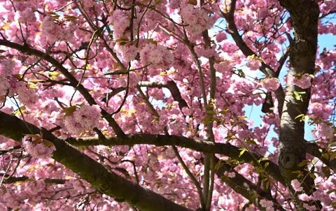 Dense pink sakura flower texture for spa, wellness Stock Photos