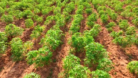 A dense plantation of tapioca, a crop known for its starchy roots. Stock Footage 274937209