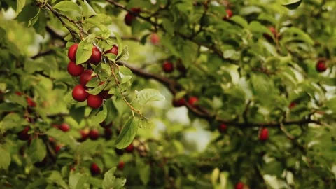 Dense plum tree crown Stock Footage 314403725