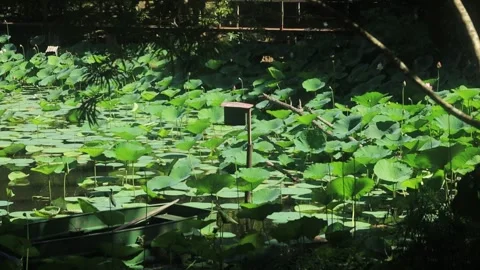 Dense pond with lotus plants Vídeo Stock 345446959