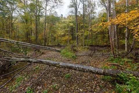Dense protected forest. Far Eastern taiga. Stock Photos