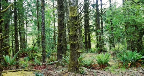 Dense rain forest landscape in Oregon during summer time. Stock Footage 264980091