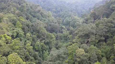 Dense rainforest. Aerial drone view of the tropical jungle in Java, Stock Footage 160447924