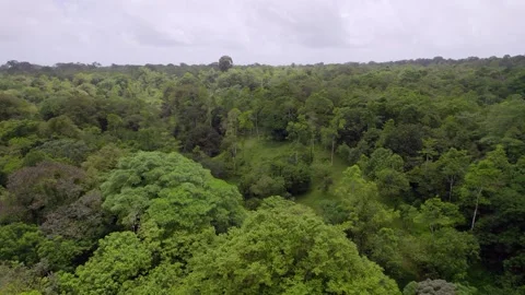 Dense rainforest canopy across Isla Colon, Bocas del Toro, Panama Vídeo Stock 345630815