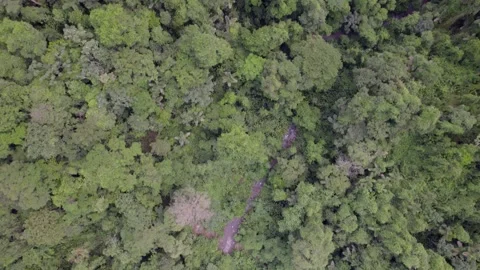 Dense rainforest canopy and narrow river clearing near La Fortuna, Costa Rica Vídeo Stock 345631477