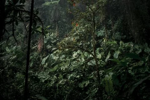 Dense Rainforest Canopy in Ecuador Stock Photos