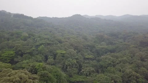 Dense Rainforest Canopy over Rolling Hills and Misty Ridges, Bwindi Vidéo 348115029