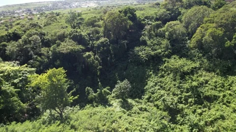 Dense rainforest canopy, top-down aerial view Stock Footage 278370347