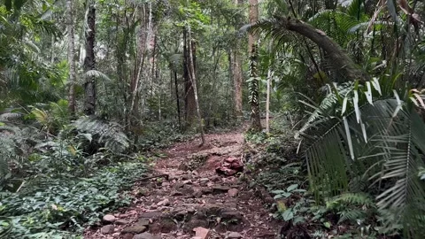 Dense Rainforest Path, POV Walk Through Jungle, Tracking Shot Stock Footage 324788495