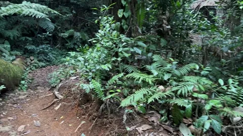 Dense Rainforest Path Walk with Fallen Log, POV Tracking Shot Stock Footage 324790144