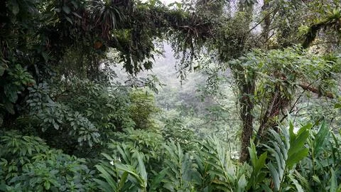 Dense rainforest in the Serra do Mar Stock Photos