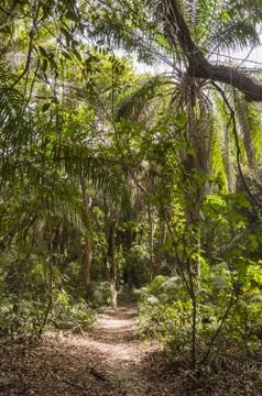 Dense rainforest with a small path Stock Photos