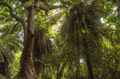 Dense rainforest with a small path Stock Photos