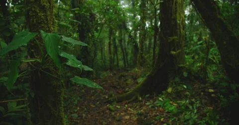 Dense rainforest trail with tall enchanted ancient trees in Costa Rica Stock Footage 344775495