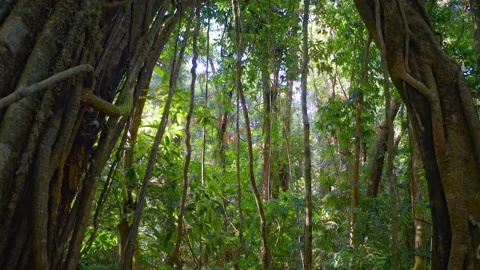 Dense rainforest vegetation in jungle of Daintree nature reserve. Queensland  Vídeo Stock 168912283