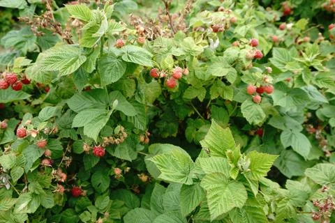 A dense raspberry bush with ripe red berries and green leaves illuminated 库存照片