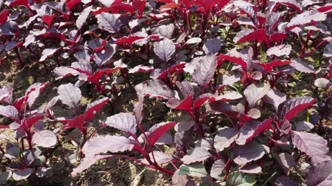 Dense Red Amaranthus 스톡 동영상 333899642