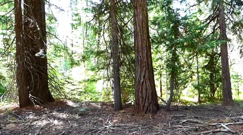 Dense Redwood Forest Video stock 40245504
