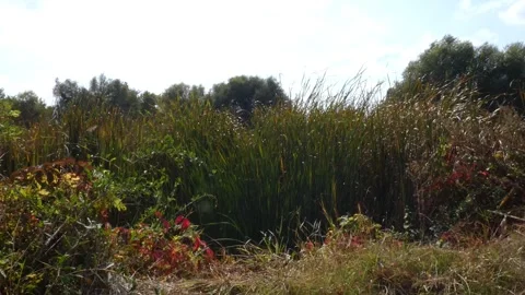 Dense reed thicket wall with autumn colorful bushes on shore Видео 336917343