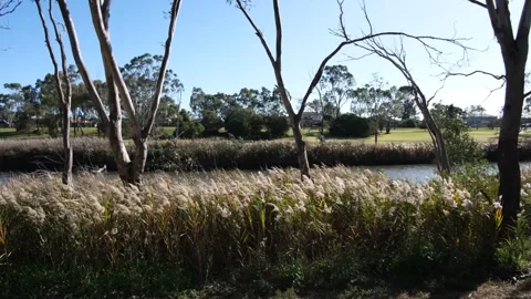 Dense reeds growing along Skeleton Creek in Point Cook, Melbourne, Australia. Vídeos de archivo 312132053