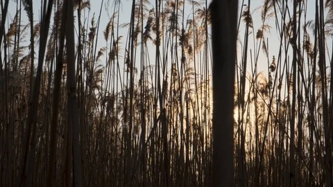 Dense reeds at sunset. Stock Footage 118707464