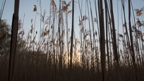 Dense reeds at sunset. Stock Footage 118707534
