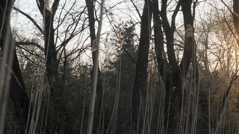 Dense reeds at sunset. Stock Footage 118707678