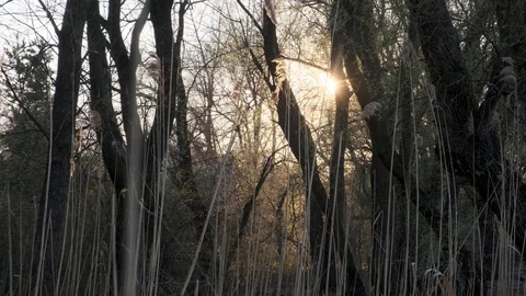Dense reeds at sunset. Stock Footage 118708038