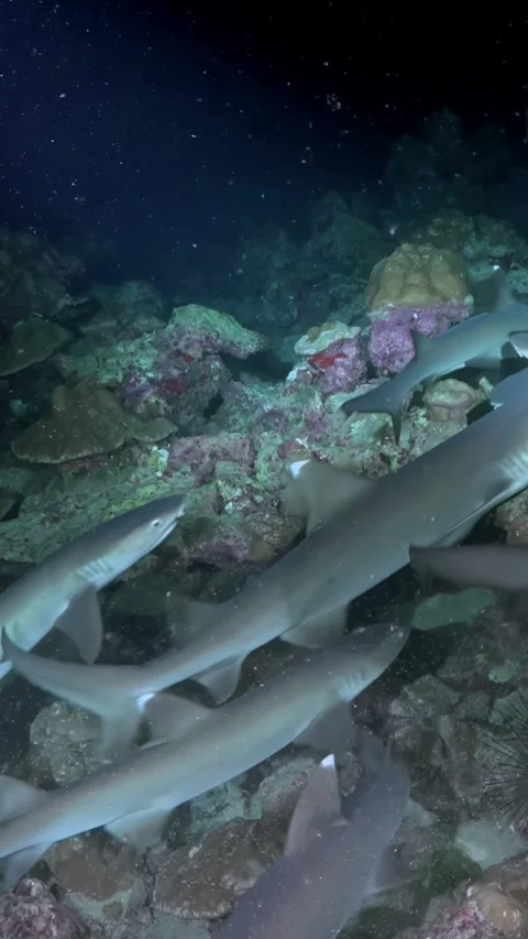 Dense Reef Shark Aggregation Among Coral With Large Reef Fish 스톡 동영상 344911313