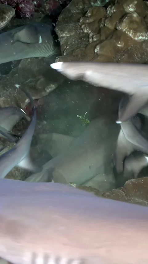 Dense Reef Sharks Passing Beneath Plate Coral at Close Range 스톡 동영상 344911455