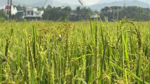 Dense rice ears stand upright across a cultivated cereal plantation during Stock Footage 332029715