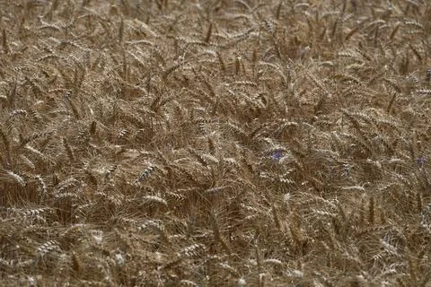Dense Ripe Wheat Ears Forming a Golden Agricultural Background Stock Photos