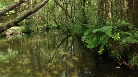 Dense Riverside Vegetation Reflects On The Calm Waters Stock Footage 341740089